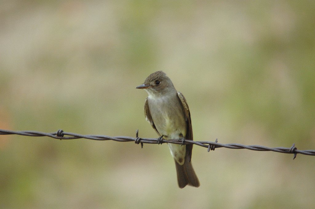 Flycatcher, Western Wood-Pewee, 2007-06111415 Pawnee National Grasslands, CO.jpg - Western Wood Pewee. Pawnee National Grasslands and area, 6-11-2007